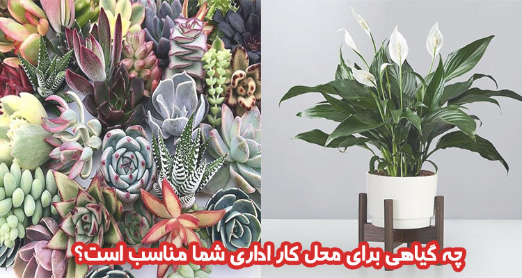 گیاهان مناسب برای محل کار شما